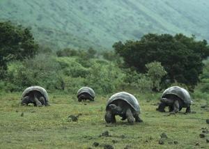 isla tortugas gigantes