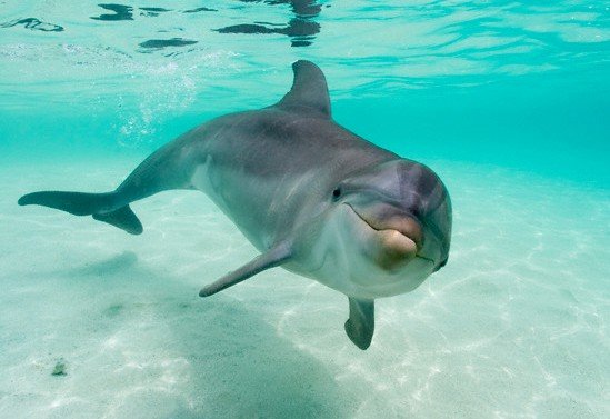 delfin (1)