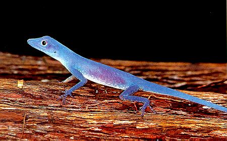 lagarto azul de Gorgona