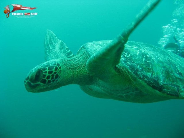 Tortuga Isla-Gorgona