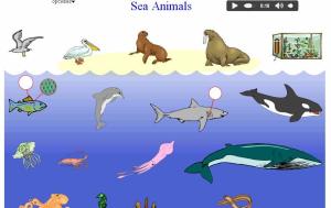 animales de mar