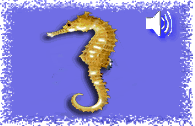 seahorse