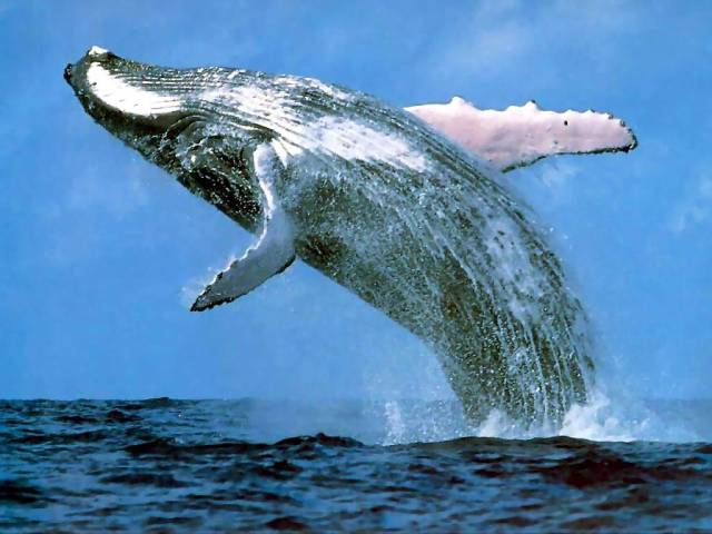 ballena_costa_ballenas