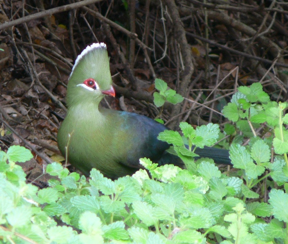 Turaco