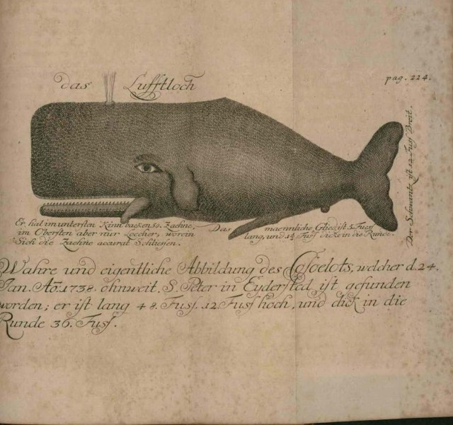 Dibujo de una ballena, en la obra de J. Anderson