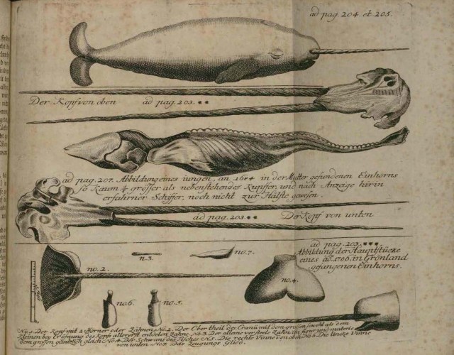 Narvales de Anderson