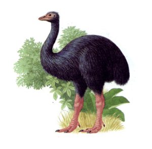 Ave elefante. Fuente