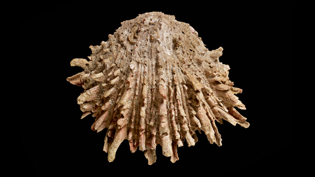 Spondylus moche BM