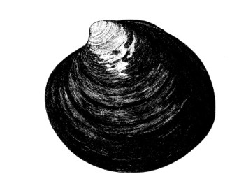 La especie dibujada por Goode en 884