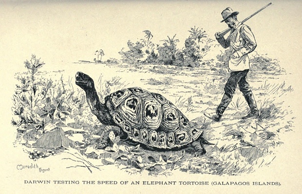 tortuga Darwin The gardian