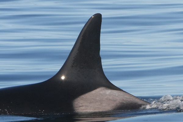 La aleta dorsal de Granny, que la distingue del resto.