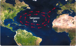 Una aproximación al territorio marino ocupado por este mar de algas