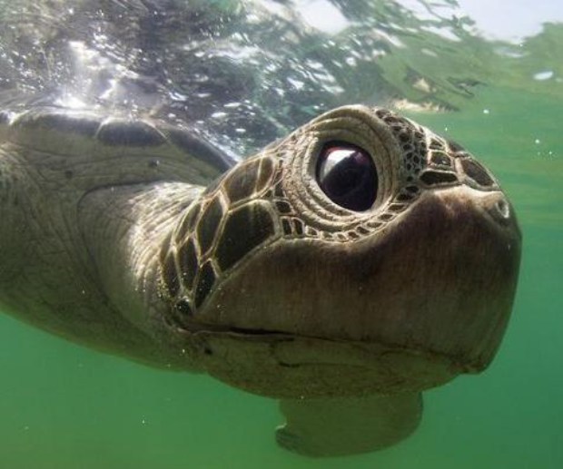 Tortuga robot británica. 