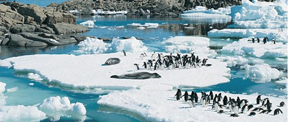 ecosistema-antartida
