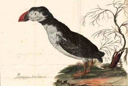 frailecillo recortado