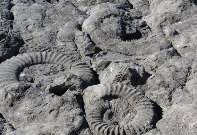 Dalle-ammonites-digne-alpes-haute-provence-653x450 FR