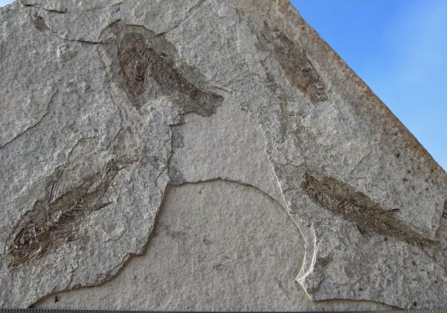 gallery_2325_822_382154