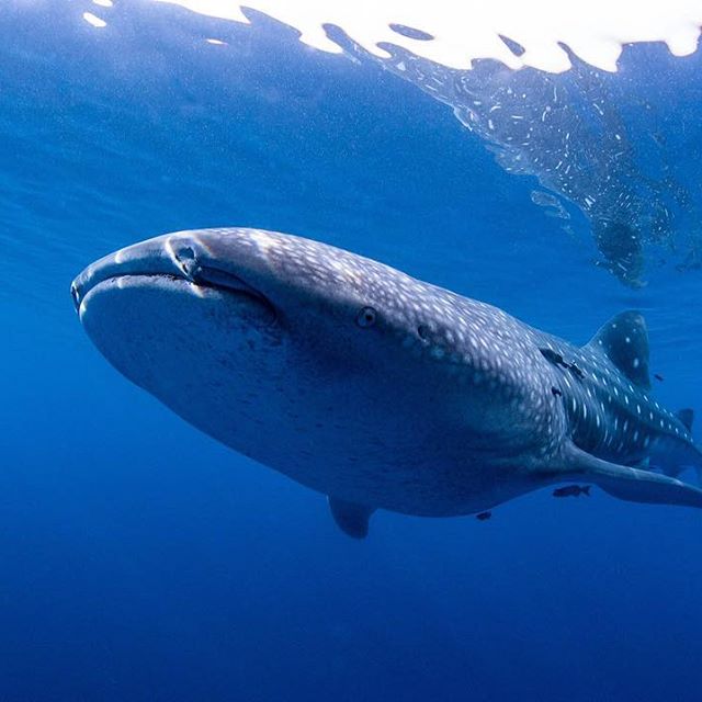 21436187_465277950525380_6537790576497000448_n