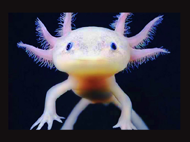 El axolote o ajolote