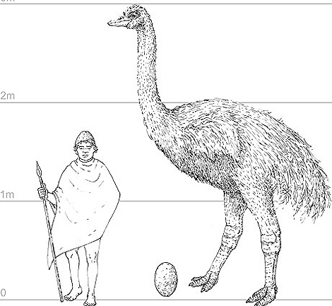moa