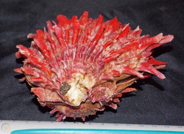 spondylus-princeps.jpg