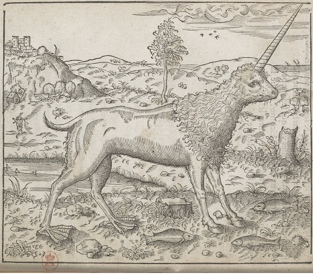 caballo narval
