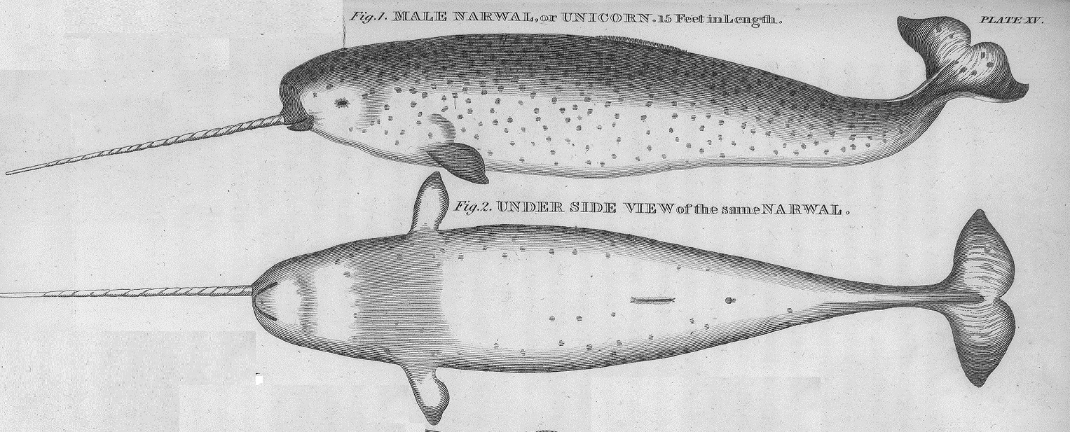 Narval Gallica