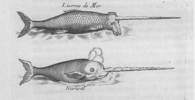 unicortnios gallica XVIII