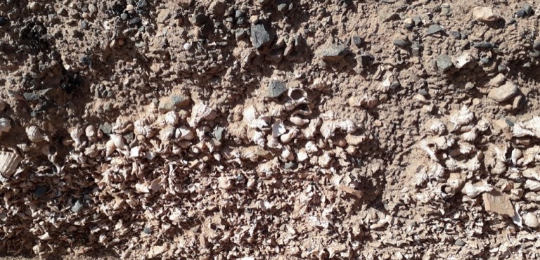 yacimeito Grecia murex 2019